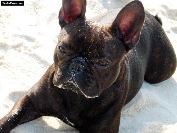 La foto del perro Duna Foto del perro Duna