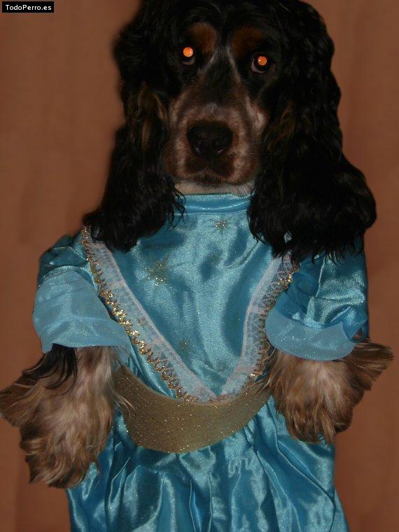 Foto del perro Nora