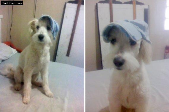 La foto del perro Spunky Foto del perro Spunky