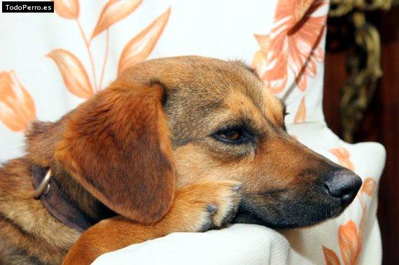 La foto del perro Rafaela Foto del perro Rafaela