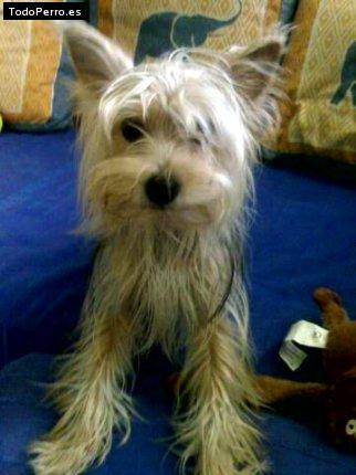 La foto del perro Kyriad Foto del perro Kyriad