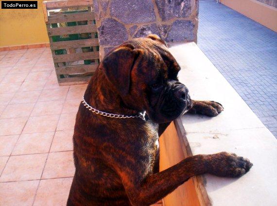 Foto del perro Indio