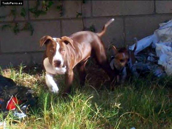 Foto del perro Chico