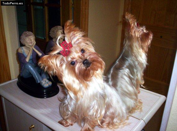 La foto del perro Duna Foto del perro Duna