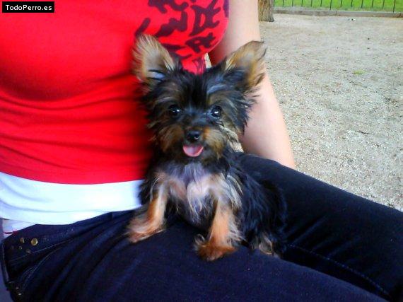 La foto del perro Liss Foto del perro Liss