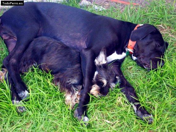 Foto del perro Becker