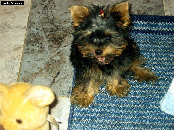 La foto del perro Lili Foto del perro Lili