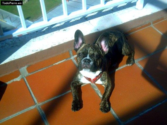 La foto del perro Shyron Foto del perro Shyron