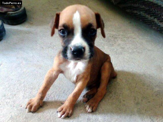 Foto del perro Rocky