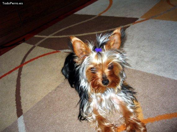 La foto del perro Chimul Foto del perro Chimul