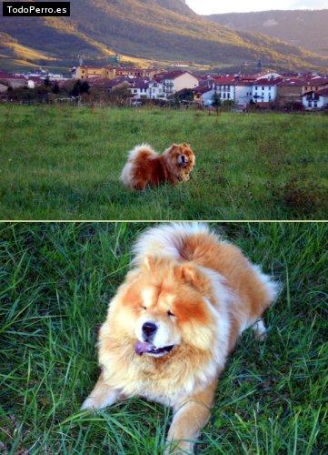 La foto del perro Indar Foto del perro Indar