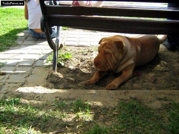 Foto del perro Rufus