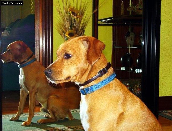 La foto del perro Giltzur Foto del perro Giltzur