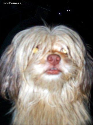 Foto del perro Cooper