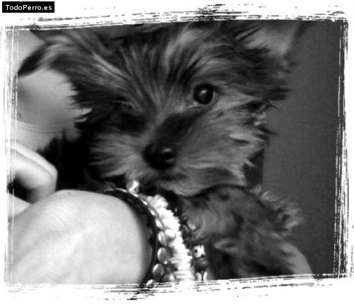 La foto del perro Lolo Foto del perro Lolo