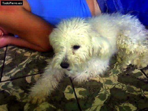 La foto del perro Skipi Foto del perro Skipi