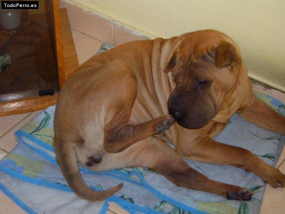 Foto del perro Porota chavez