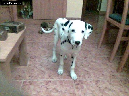 Foto del perro Tiger