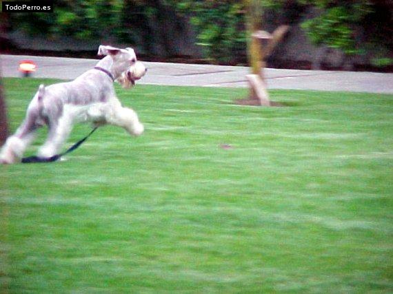 Foto del perro Doggy