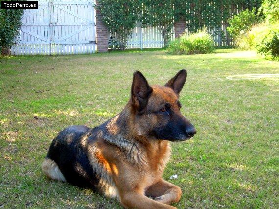 Foto del perro India