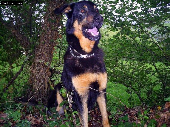 Foto del perro Chico