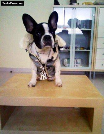 La foto del perro Justin Foto del perro Justin