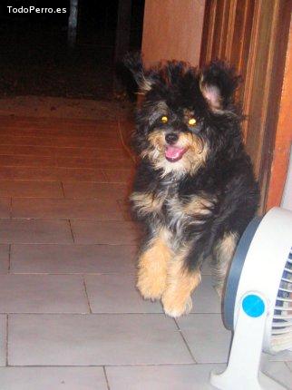 Foto del perro Chiqui