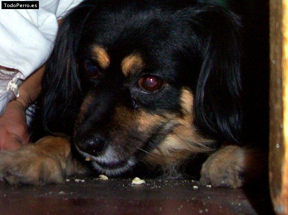 La foto del perro Williams Foto del perro Williams