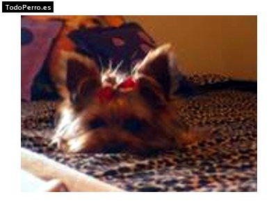 La foto del perro Pixie Foto del perro Pixie