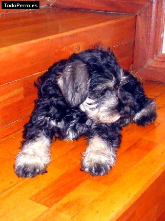 Foto del perro Beto