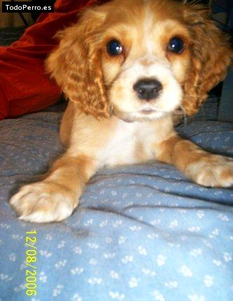 La foto del perro Gigo Foto del perro Gigo