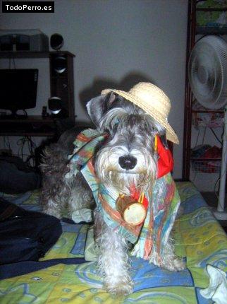 Foto del perro Juanita acosta parra