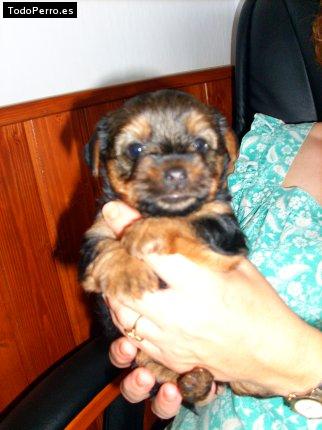 La foto del perro Sandy Foto del perro Sandy