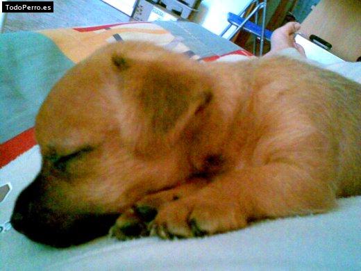 La foto del perro Shyra Foto del perro Shyra