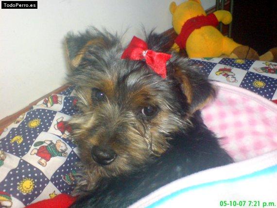 La foto del perro Maite Foto del perro Maite