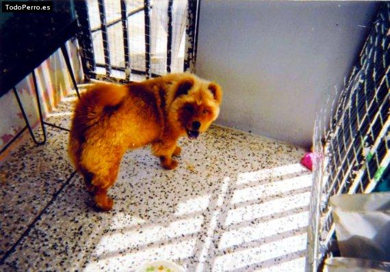 La foto del perro Lana Foto del perro Lana