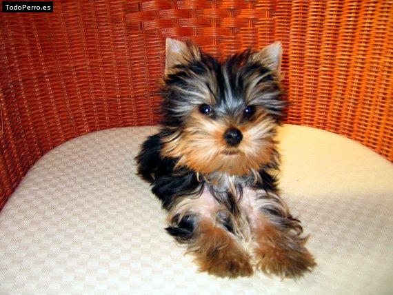 La foto del perro Jowi Foto del perro Jowi