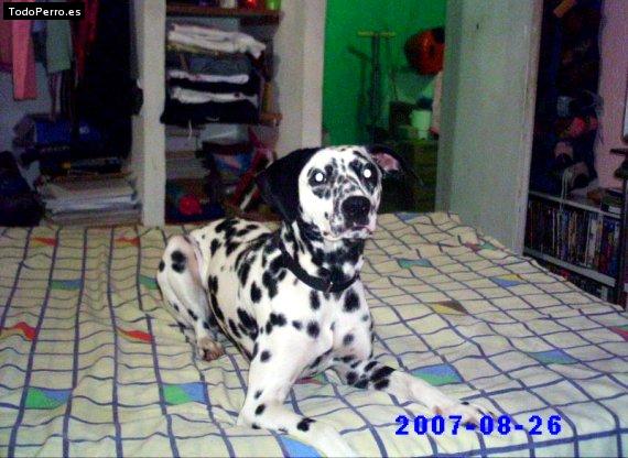 Foto del perro Nalu