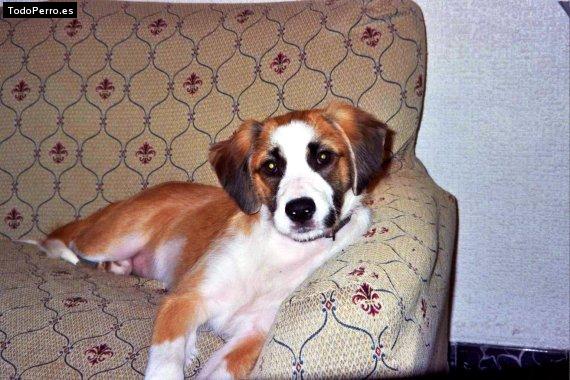 La foto del perro Delfi Foto del perro Delfi