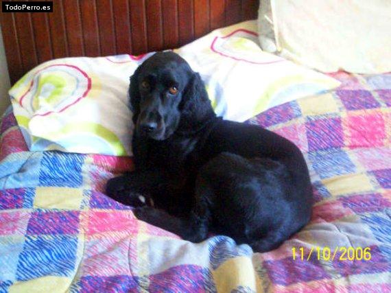Foto del perro Shoel