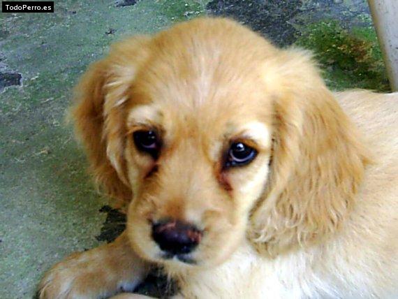 La foto del perro Poppies Foto del perro Poppies