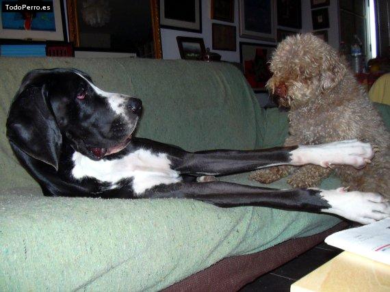 La foto del perro