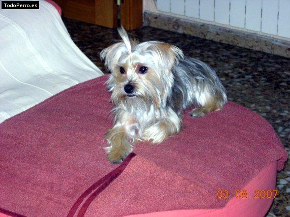 La foto del perro Estrella Foto del perro Estrella