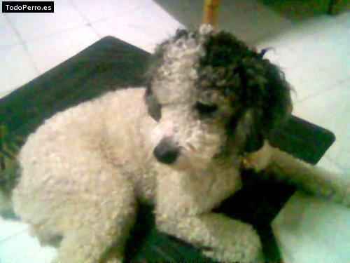 La foto del perro Snoopy Foto del perro Snoopy