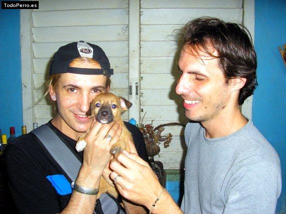 Foto del perro Elfo junior