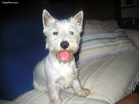 Foto del perro Nevat