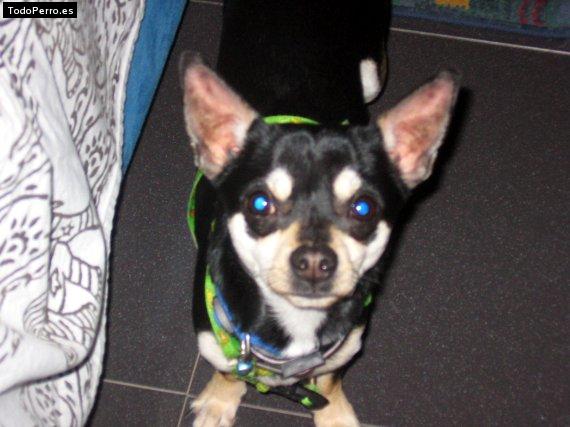 Foto del perro Chico