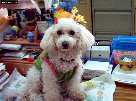 La foto del perro