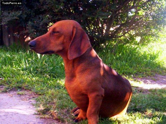 Foto del perro Shadow
