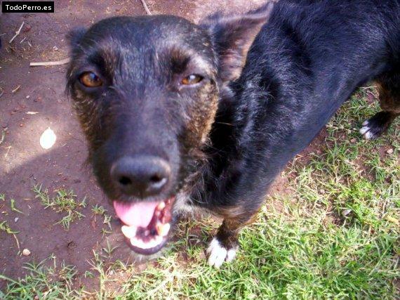 La foto del perro Ursula Foto del perro Ursula